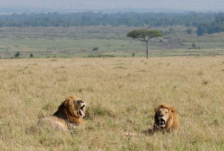 Combiné safaribalnéaire