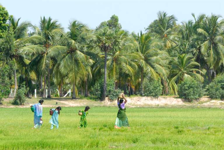 INDE du SUD Paysans dans une rizière vers Madras