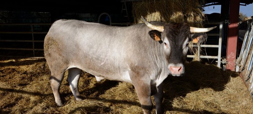 Le bœuf gras de&nbsp;Bazas