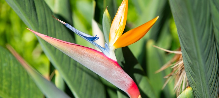 Madère, une île-jardin aux parfums des&nbsp;Tropiques